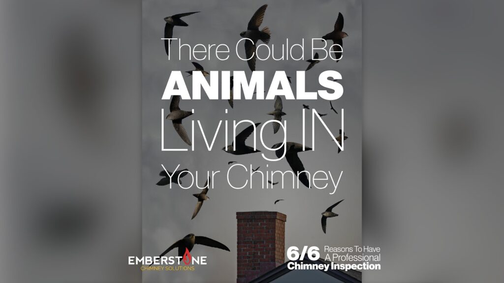 6 Reasons To Have A Professional Chimney Inspection 6 of 6 There Could Be Animals Living IN Your Chimney Emberstone Chimney Solutions Asheville