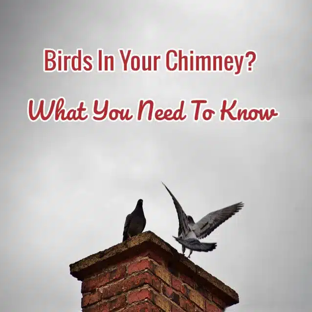 What Is The Most Common Bird In Chimneys 2019? chimney swifts may cause you problems this spring 1 638 Emberstone Chimney Solutions Asheville