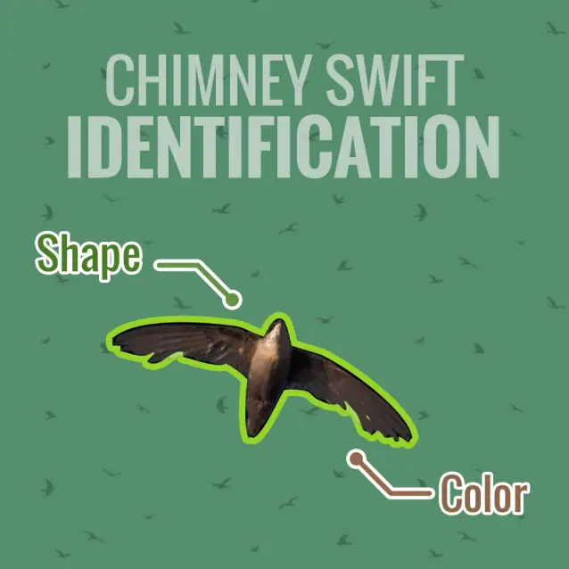 What Is The Most Common Bird In Chimneys 2019? chimney swifts may cause you problems this spring 2 638 Emberstone Chimney Solutions Asheville