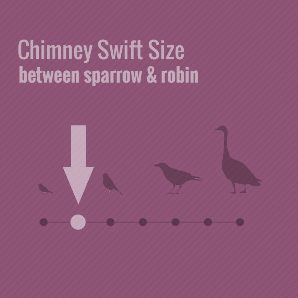 What Is The Most Common Bird In Chimneys 2019? chimney swifts may cause you problems this spring 3 1024 Emberstone Chimney Solutions Asheville