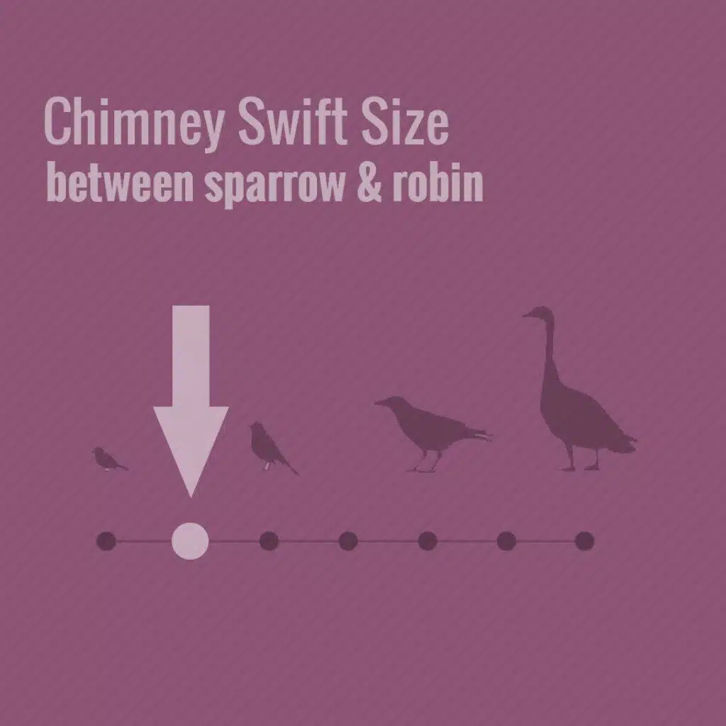 What Is The Most Common Bird In Chimneys 2019? Chimney chimney swifts may cause you problems this spring 3 1024 Emberstone Chimney Solutions Asheville