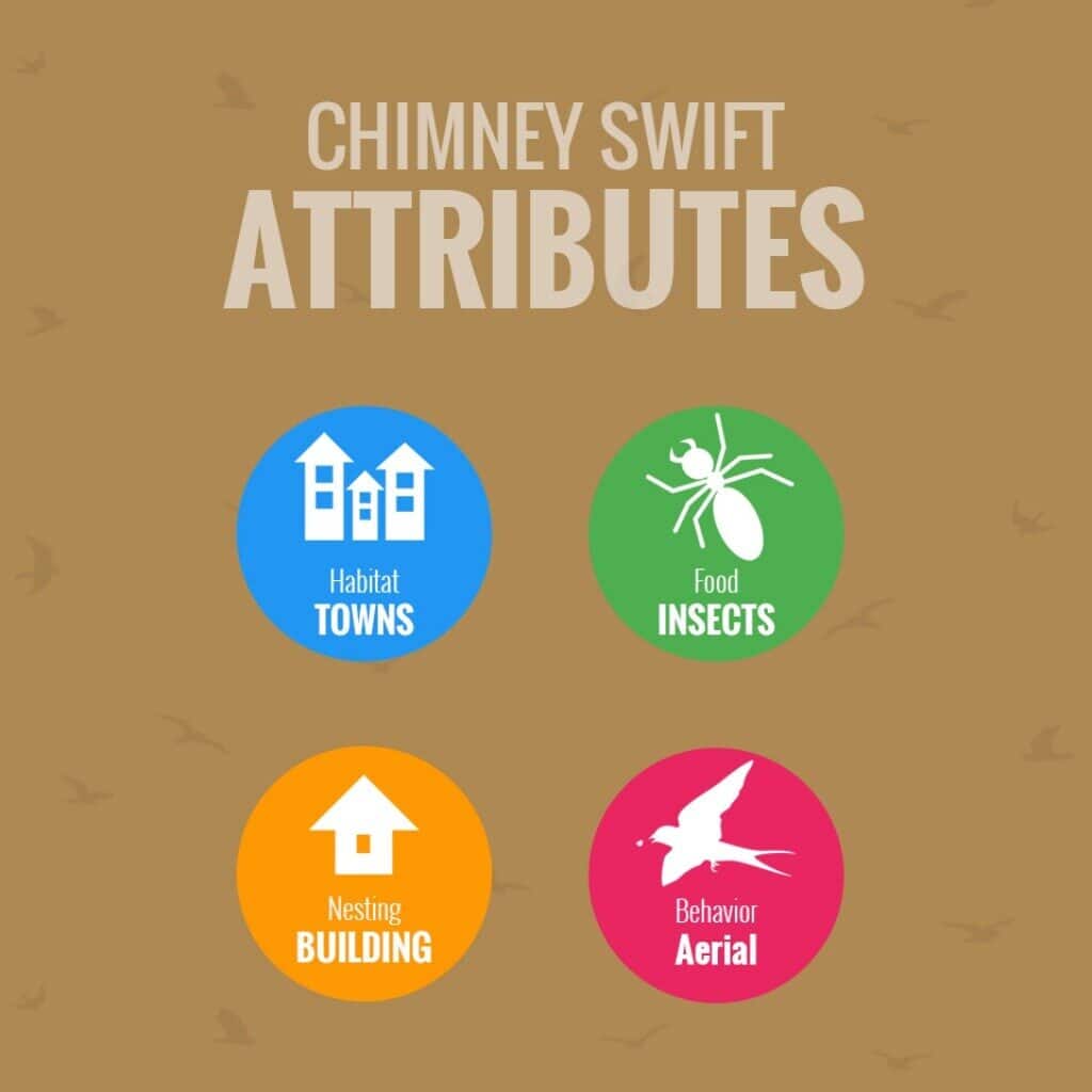 What Is The Most Common Bird In Chimneys 2019? chimney swifts may cause you problems this spring 4 1024 Emberstone Chimney Solutions Asheville
