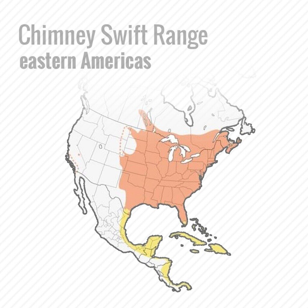 What Is The Most Common Bird In Chimneys 2019? chimney swifts may cause you problems this spring 5 1024 Emberstone Chimney Solutions Asheville